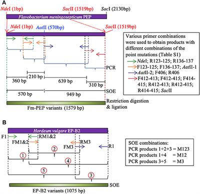 Directed-Mutagenesis of Flavobacterium meningosepticum Prolyl-Oligopeptidase and a Glutamine-Specific Endopeptidase From Barley